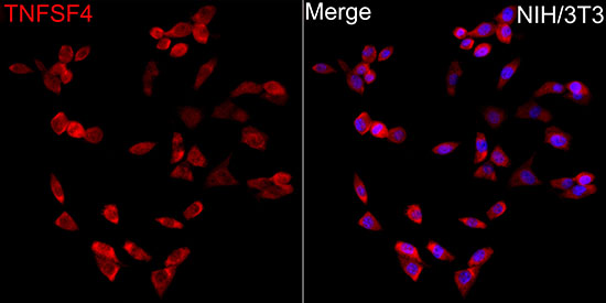 OX40L Rabbit polyclonal antibody