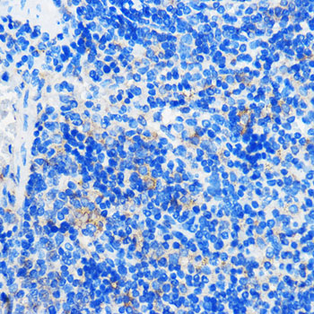 HCAR3 Rabbit polyclonal antibody