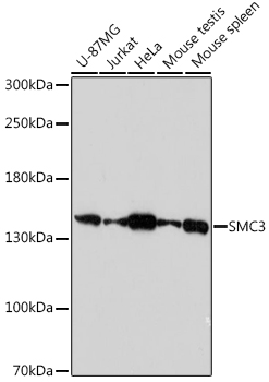 SMC3 Rabbit polyclonal antibody