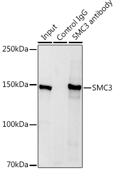 SMC3 Rabbit polyclonal antibody