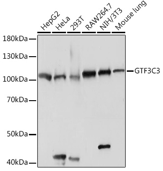 GTF3C3 Rabbit polyclonal antibody