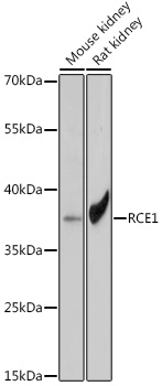 RCE1 Rabbit polyclonal antibody