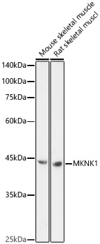 MKNK1 Rabbit polyclonal antibody