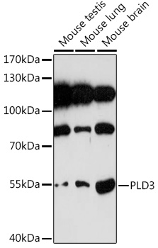 PLD3 Rabbit polyclonal antibody