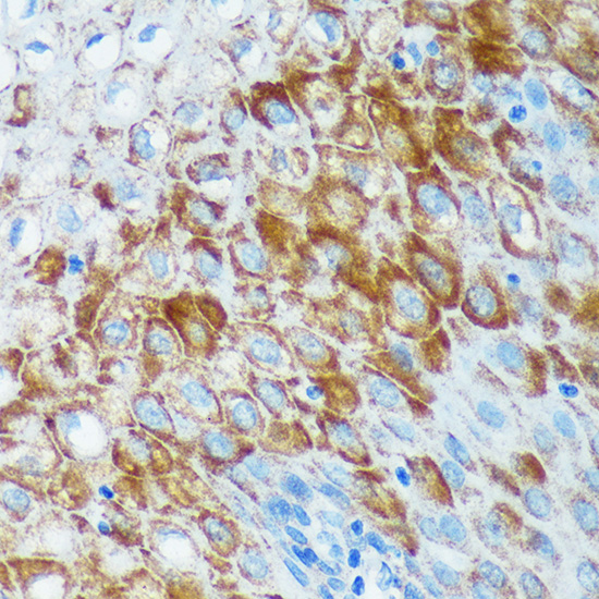 IER5 Rabbit polyclonal antibody