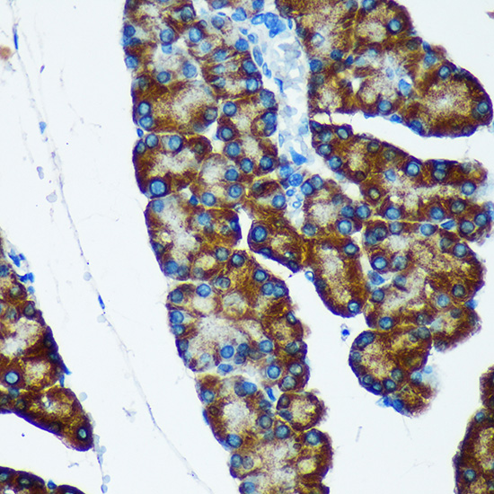 IER5 Rabbit polyclonal antibody