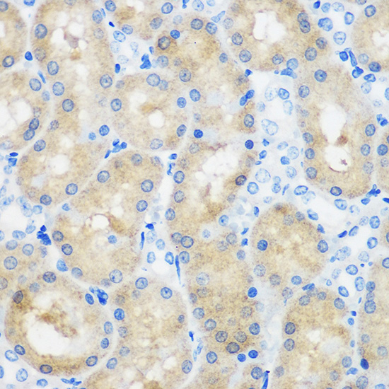 C9orf114 Rabbit polyclonal antibody
