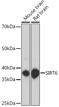 SIRT6 Rabbit polyclonal antibody