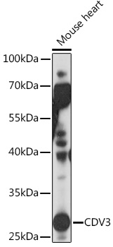 CDV3 Rabbit polyclonal antibody