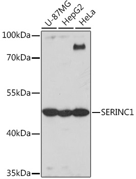 SERINC1 Rabbit polyclonal antibody