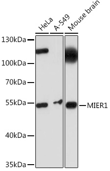 MIER1 Rabbit polyclonal antibody