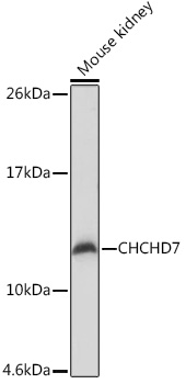 CHCHD7 Rabbit polyclonal antibody