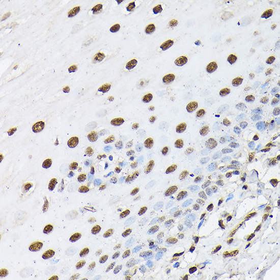 Histone H1t Rabbit polyclonal antibody