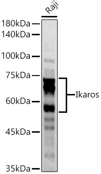 Ikaros Rabbit polyclonal antibody