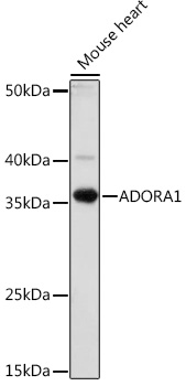 ADORA1 Rabbit polyclonal antibody