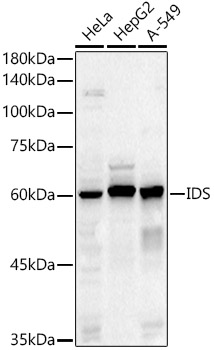 IDS Rabbit polyclonal antibody