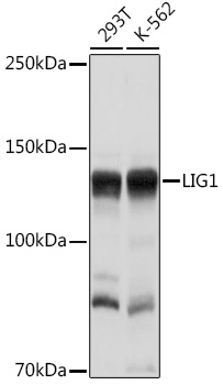 LIG1 Rabbit polyclonal antibody