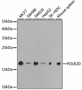 POLR2D Rabbit polyclonal antibody