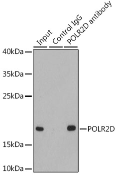 POLR2D Rabbit polyclonal antibody