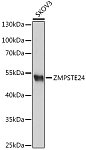 Western blot - ZMPSTE24 Rabbit pAb (A18593)