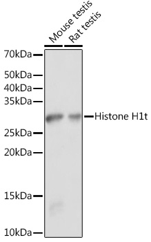 Histone H1t Rabbit polyclonal antibody