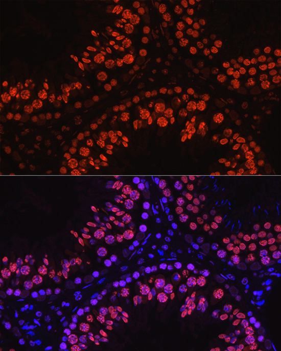 Histone H1t Rabbit polyclonal antibody