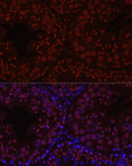 Histone H1t Rabbit polyclonal antibody