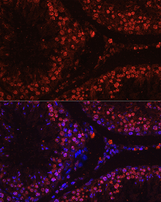 Histone H1t Rabbit polyclonal antibody