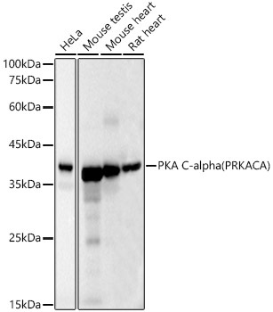 [KD Validated] PKA C-alpha (PRKACA) Mouse monoclonal antibody