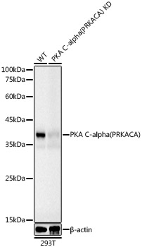 [KD Validated] PKA C-alpha (PRKACA) Mouse monoclonal antibody
