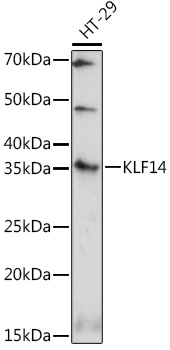 KLF14 Rabbit polyclonal antibody
