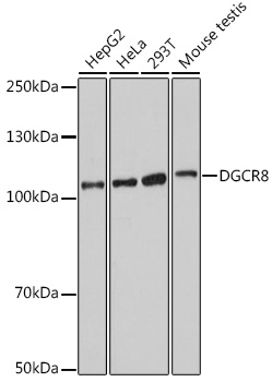 DGCR8 Rabbit polyclonal antibody