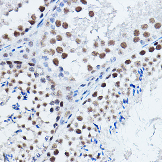 DGCR8 Rabbit polyclonal antibody