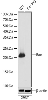 [KO Validated] Bax Rabbit monoclonal antibody