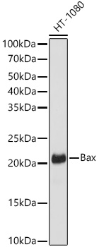 [KO Validated] Bax Rabbit monoclonal antibody