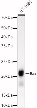 [KO Validated] Bax Rabbit monoclonal antibody