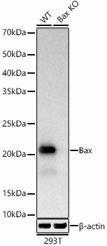 [KO Validated] Bax Rabbit monoclonal antibody