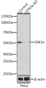 [KO Validated] GSK3A Alpha Rabbit polyclonal antibody