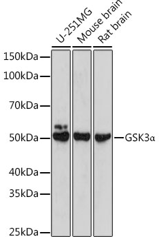 [KO Validated] GSK3A Alpha Rabbit polyclonal antibody