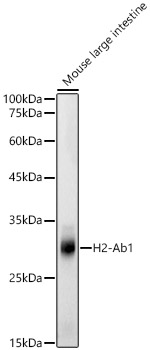 H2-Ab1 Rabbit polyclonal antibody