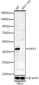 [KO Validated] SAV1 Rabbit polyclonal antibody