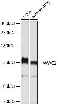 WWC2 Rabbit polyclonal antibody