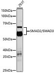 Western blot - SMAD2/SMAD3 Rabbit pAb (A18674)