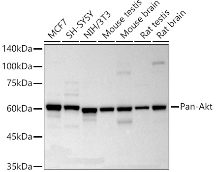 Pan-Akt Rabbit monoclonal antibody