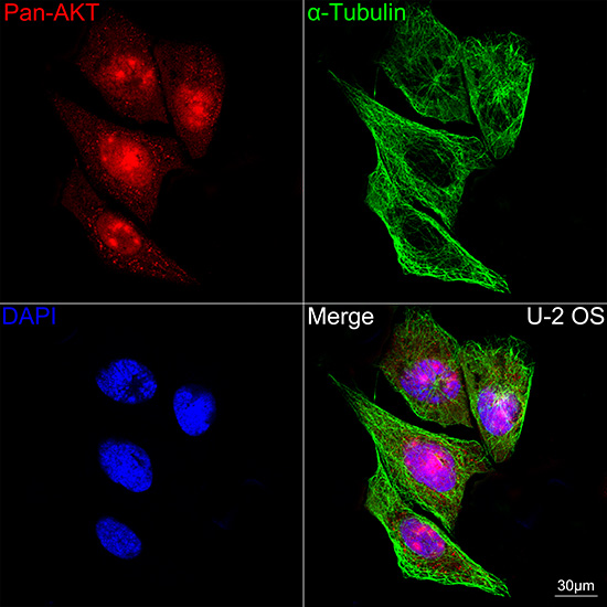 Pan-Akt Rabbit monoclonal antibody