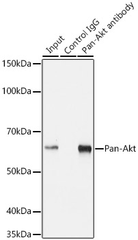 Pan-Akt Rabbit monoclonal antibody