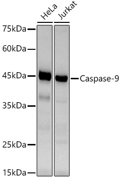 [KO Validated] Caspase-9 Rabbit monoclonal antibody