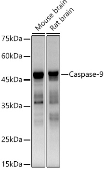 [KO Validated] Caspase-9 Rabbit monoclonal antibody