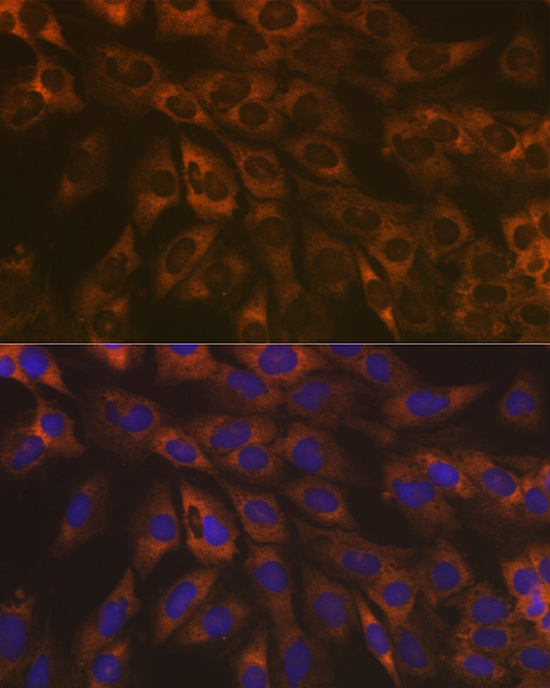 [KO Validated] Caspase-9 Rabbit monoclonal antibody
