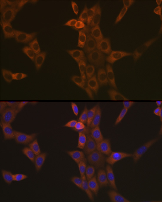 [KO Validated] Caspase-9 Rabbit monoclonal antibody